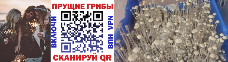 купить наркотики цена  Лыткарино  Псилоцибиновые грибы GOLDEN TEACHER 
